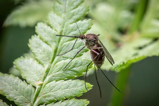 deet dangereux